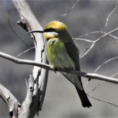 Merops ornatus (Rainbow Bee-eater) at Gigerline Nature Reserve - 6 Nov 2019 by JohnBundock