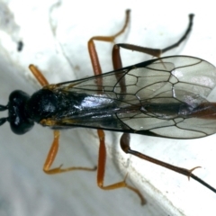 Dusona sp. (genus) (A Campopleginae Parasitic Wasp) at Ainslie, ACT - 25 Oct 2019 by jb2602