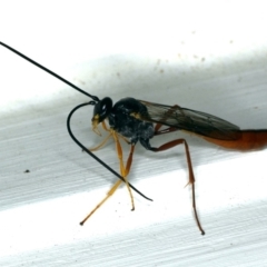 Dusona sp. (genus) at Ainslie, ACT - 25 Oct 2019 09:25 PM