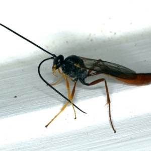 Dusona sp. (genus) at Ainslie, ACT - 25 Oct 2019 09:25 PM