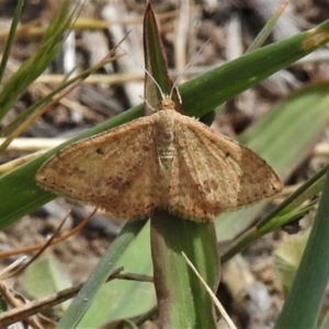 Scopula rubraria at Tuggeranong DC, ACT - 5 Nov 2019 12:32 PM