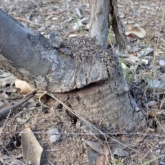 Papyrius nitidus (Shining Coconut Ant) at Mount Painter - 5 Nov 2019 by CathB