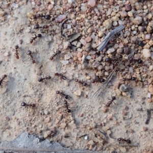 Papyrius nitidus at Dunlop, ACT - suppressed