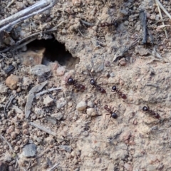 Papyrius nitidus at Dunlop, ACT - suppressed