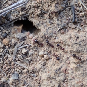 Papyrius nitidus at Dunlop, ACT - 5 Nov 2019