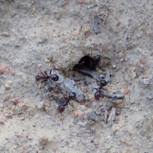 Papyrius nitidus at Dunlop, ACT - suppressed