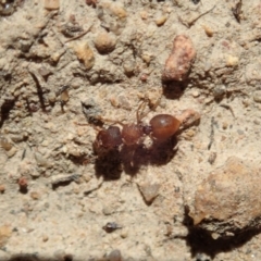 Meranoplus sp. (genus) (Shield Ant) at Mount Painter - 5 Nov 2019 by CathB