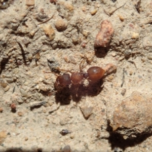 Meranoplus sp. (genus) at Dunlop, ACT - 6 Nov 2019