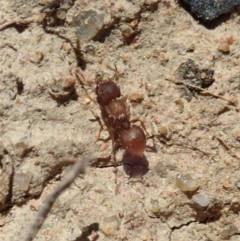 Meranoplus sp. (genus) at Dunlop, ACT - 6 Nov 2019 12:00 AM