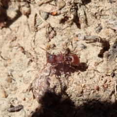 Meranoplus sp. (genus) at Dunlop, ACT - 6 Nov 2019