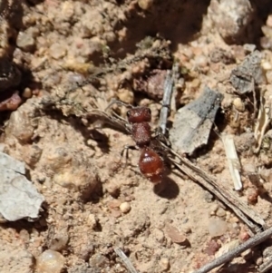 Meranoplus sp. (genus) at Dunlop, ACT - 6 Nov 2019