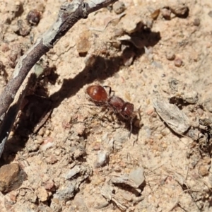 Meranoplus sp. (genus) at Dunlop, ACT - 6 Nov 2019