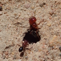 Melophorus perthensis (Field furnace ant) at Cook, ACT - 6 Nov 2019 by CathB