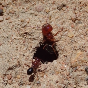 Melophorus perthensis at Cook, ACT - 6 Nov 2019 11:28 AM