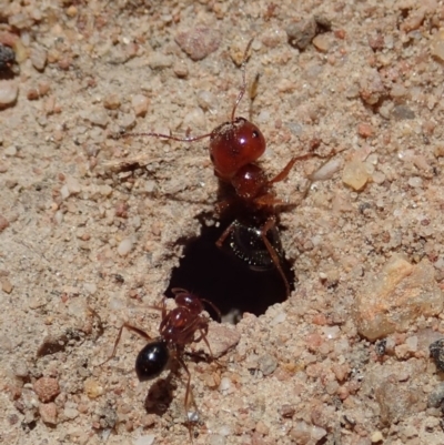 Melophorus perthensis (Field furnace ant) at Mount Painter - 6 Nov 2019 by CathB