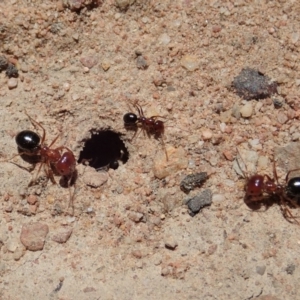 Melophorus perthensis at Cook, ACT - 6 Nov 2019 11:28 AM