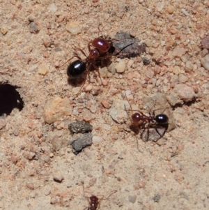 Melophorus perthensis at Cook, ACT - 6 Nov 2019 11:28 AM