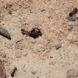 Melophorus perthensis at Cook, ACT - 6 Nov 2019 11:28 AM