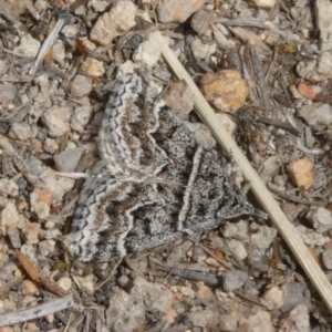 Dichromodes explanata at Theodore, ACT - 6 Nov 2019 10:33 AM