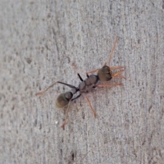 Myrmecia sp., pilosula-group (Jack jumper) at Dunlop, ACT - 4 Nov 2019 by CathB