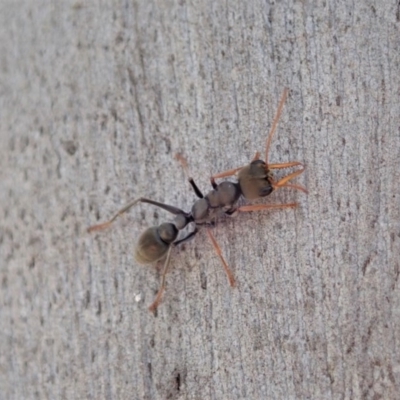 Myrmecia sp., pilosula-group (Jack jumper) at Mount Painter - 4 Nov 2019 by CathB