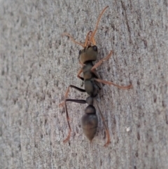 Myrmecia sp., pilosula-group at Dunlop, ACT - 4 Nov 2019