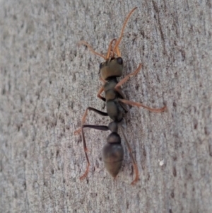 Myrmecia sp., pilosula-group at Dunlop, ACT - 4 Nov 2019 03:15 PM