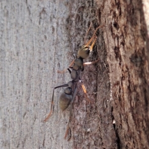 Myrmecia sp., pilosula-group at Dunlop, ACT - 4 Nov 2019