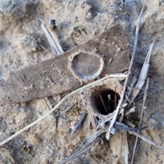 Habronestes sp. (genus) (An ant-eating spider) at Dunlop, ACT - 5 Nov 2019 by CathB