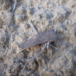 Habronestes sp. (genus) at Dunlop, ACT - 5 Nov 2019