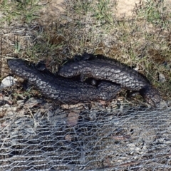 Tiliqua rugosa (Shingleback Lizard) at Cook, ACT - 6 Nov 2019 by CathB