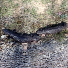 Tiliqua rugosa at Cook, ACT - 6 Nov 2019 10:15 AM