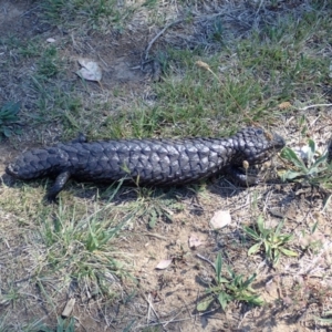 Tiliqua rugosa at Cook, ACT - 6 Nov 2019 10:15 AM