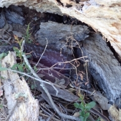 Tiliqua rugosa at Cook, ACT - 6 Nov 2019 10:15 AM