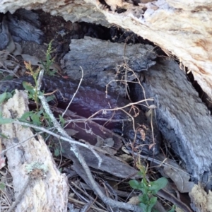 Tiliqua rugosa at Cook, ACT - 6 Nov 2019 10:15 AM