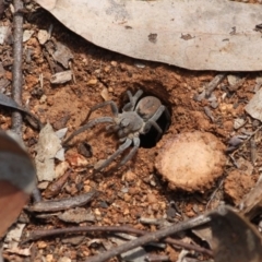 Portacosa cinerea (Grey wolf spider) at Red Hill to Yarralumla Creek - 6 Nov 2019 by LisaH