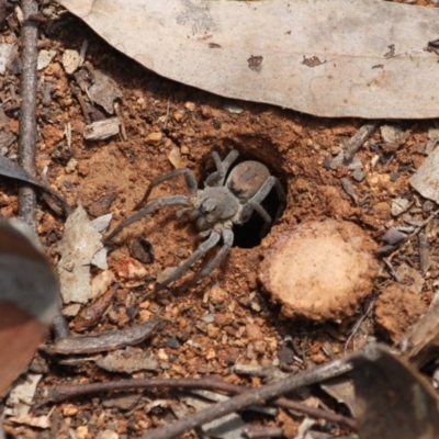 Portacosa cinerea (Grey wolf spider) at Hughes Grassy Woodland - 6 Nov 2019 by LisaH