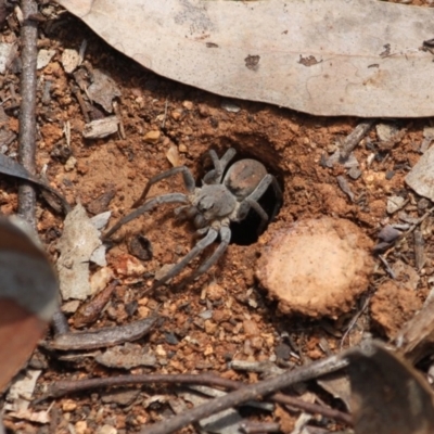 Portacosa cinerea (Grey wolf spider) at Red Hill to Yarralumla Creek - 6 Nov 2019 by LisaH