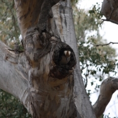 Dacelo novaeguineae (Laughing Kookaburra) at Red Hill Nature Reserve - 6 Nov 2019 by LisaH