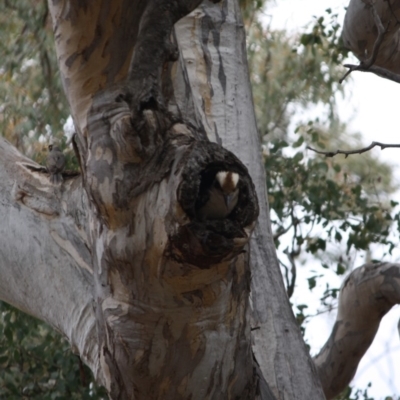 Dacelo novaeguineae (Laughing Kookaburra) at Red Hill Nature Reserve - 6 Nov 2019 by LisaH