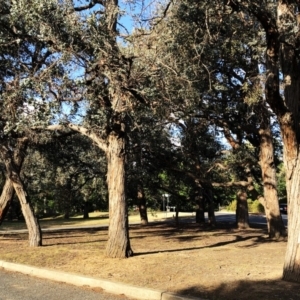 Eucalyptus cinerea subsp. cinerea at Hughes, ACT - 5 Nov 2019