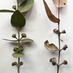 Eucalyptus cinerea subsp. cinerea at Hughes, ACT - 5 Nov 2019