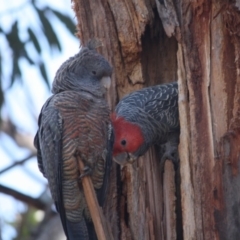 Callocephalon fimbriatum (Gang-gang Cockatoo) at Hughes Grassy Woodland - 6 Nov 2019 by LisaH