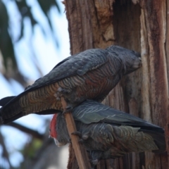 Callocephalon fimbriatum at Hughes, ACT - 6 Nov 2019