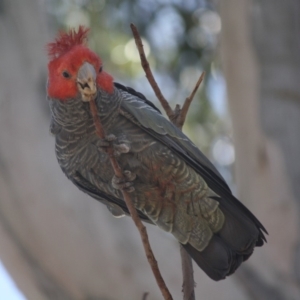 Callocephalon fimbriatum at Hughes, ACT - 6 Nov 2019