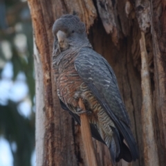 Callocephalon fimbriatum at Hughes, ACT - 6 Nov 2019