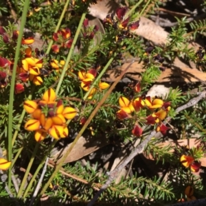 Phyllota humifusa at Penrose, NSW - suppressed