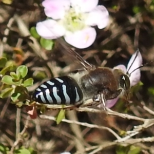 Bembix sp. (genus) at Acton, ACT - 6 Nov 2019 11:59 AM