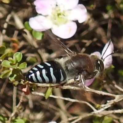 Bembix sp. (genus) (Unidentified Bembix sand wasp) at ANBG - 6 Nov 2019 by HelenCross