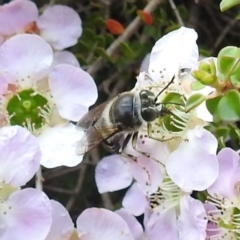 Bembix sp. (genus) at Acton, ACT - 6 Nov 2019 11:59 AM